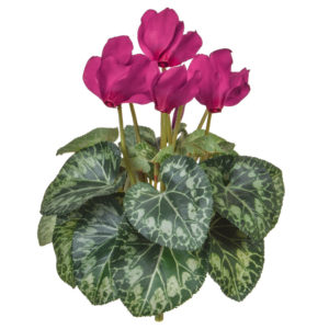 Plants Flowering Cyclamen Purple 32cm
