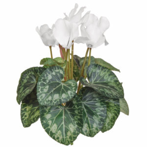 Plants Flowering Cyclamen White 32cm