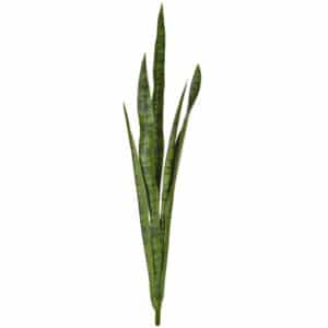 Plants Mother-In-Law Tongue Green 107cm