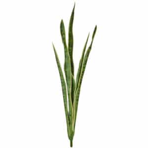Plants Mother-In-Law Tongue Varie 107cm