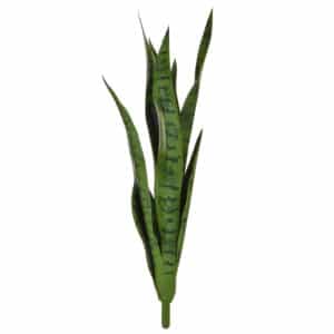 Plants Mother-In-Law Tongue Green 62cm