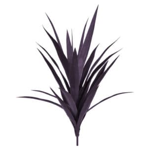 Plants Yucca A Burgundy 59cm w/16lvs