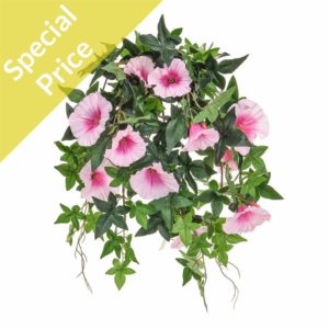 Plants Flowering Morn Glory Pink 50cm