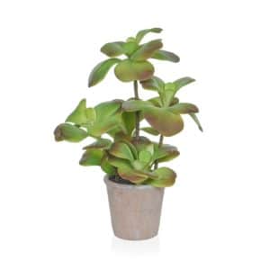 PP Succ Red/Green in Paper Pot YF 47cm