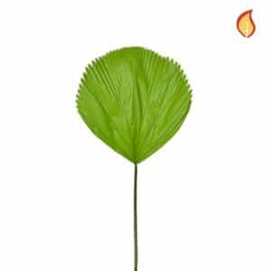 Foliage Licuala Grandis Palm DB 79cm FR