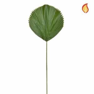 Foliage Licuala Grandis Palm DB 105cm FR