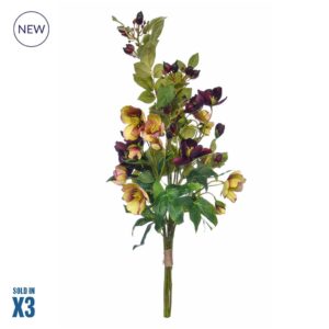 FB-Hellaborus Spray 70cm