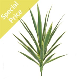 Plants Yucca Green Cream w/24 lvs 64cm