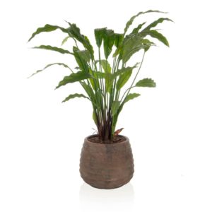 AN-Calathea in Taupe Pot 78cm