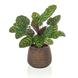 AN-Calathea in Taupe Pot 65cm