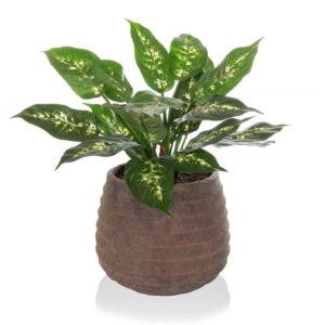 AN-Dieffenbachia in Taupe Pot 40cm