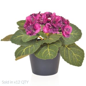 PP Violet Fushia in Pot PI 18cm