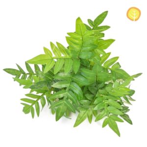 Plants GW Amoora Green 25cm UV