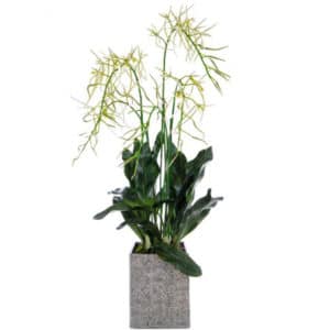 PP Brassia Orchid in Sq Snow Pot 114cm