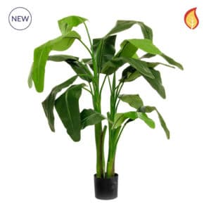 Plants Musa Cocinea DB 125cm FR