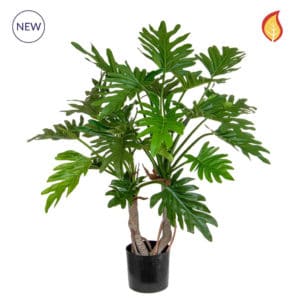 Plants Philodendron DB 64cm FR