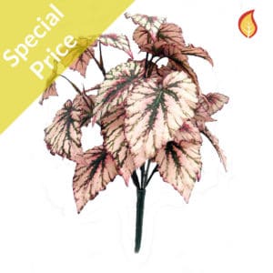 Plants Base Rex Begonia L Bush FR