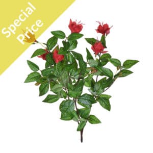 Plants Flowering Small Fuchsia Red
