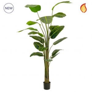 Plants Bird of Paradise YF 240cm FR