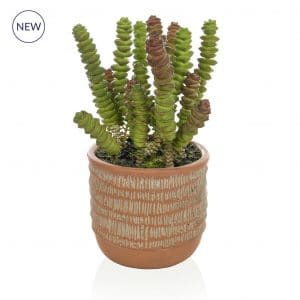 PP Succulents in Orange Pot YF 17cm
