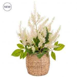 PP Astilbe Pink in Pot JA 37cm