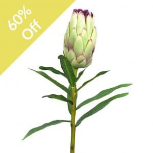 SF Protea Bud IA Cream 72cm
