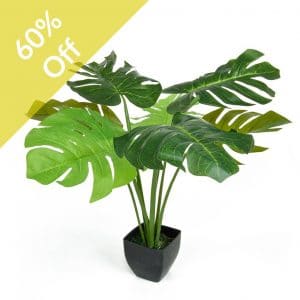 Plants Potted Cheese Plant GS 66cm