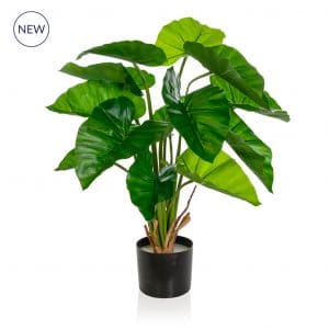 Plants Potted Taro BA 75cm