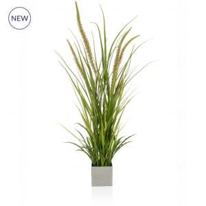 PP Algaves in Pot YF 96cm