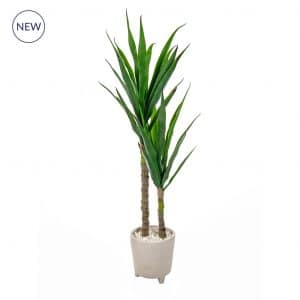 PP Yucca in Pot JM 115cm
