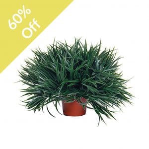 Topiary Mondo Grass Plastic Half Ball 24x24cm