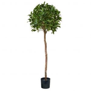 NTT Bay Laurel Ball Tree D 135cm