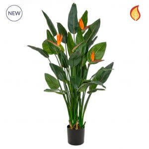 PP Strelitzia in Pot DB 150cm FR