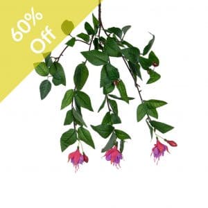 Plants Flowering Petunia Hanging Fuchsia