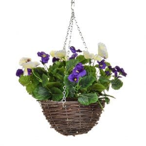 HB-Pansy Purple White 20cm