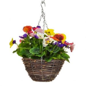HB-Pansy Six Colour Mix 20cm