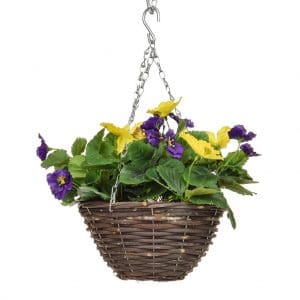 HB-Pansy Purple Yellow 20cm