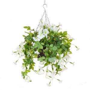 HB Contact Petunia White 48cm