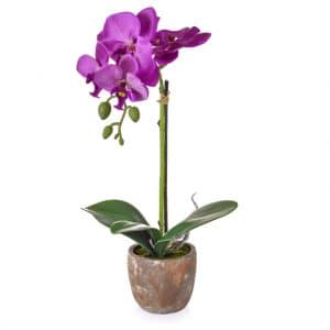 PP Victoria Orchid Pink in Pot GS 40cm