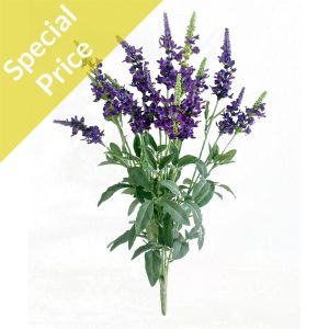 Plants Flowering Lavender Veronica 45cm