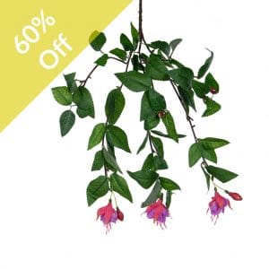 Plants Flowering Small Fuchsia Purple