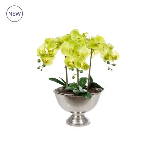 AN-Orchid Phal Green in Bamburgh Bowl 70cm