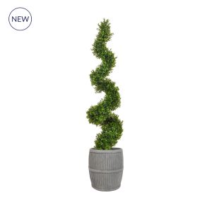 AN-Buxus Spiral in Milk Churn Planter 125cm