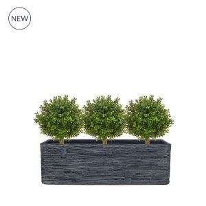 AN-Buxus Balls in Slate Trough 40cm