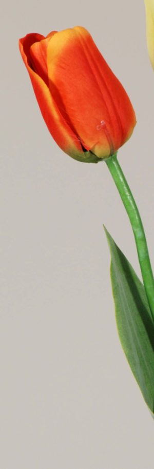 SF Tulip Elisa Orange S 68cm