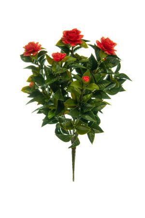 Plants Flowering Gardenia Red 60cm UV