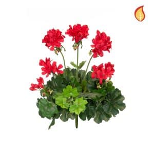 Plants Flowering Geranium Cascade Red  38cm FR-S1