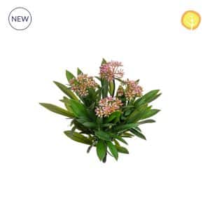 Plants Pink Flowering Plant 25cm UV