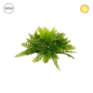 Plants Boston Fern  23cm UV