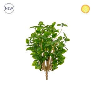 Plants Basil 23cm UV S13